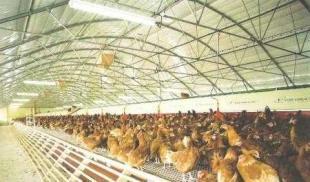 供應(yīng)畜用養(yǎng)殖大棚、大棚骨架及溫室制造